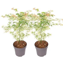 Planten|Bomen-Plant in a Box Japanse Esdoorn - Set van 2 - Acer palmatum 'Ukigumo' - Hoogte 50-60cm - ⌀19cm