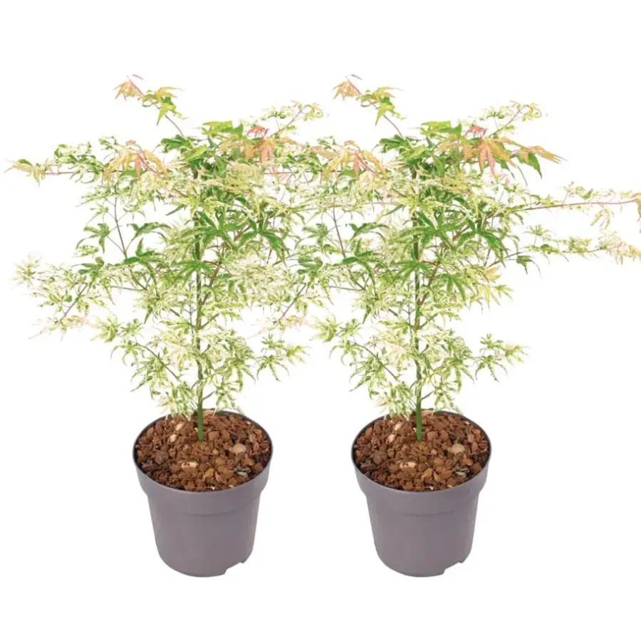 Planten|Bomen-Plant in a Box Japanse Esdoorn - Set van 2 - Acer palmatum 'Ukigumo' - Hoogte 50-60cm - ⌀19cm