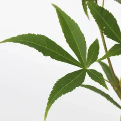 Planten|Bomen-Plant in a Box Japanse Esdoorn - Set van 2 - Acer palmatum 'Ukigumo' - Hoogte 50-60cm - ⌀19cm