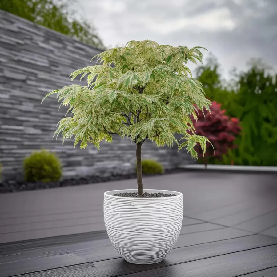 Planten|Bomen-Plant in a Box Japanse Esdoorn - Set van 2 - Acer palmatum 'Ukigumo' - Hoogte 50-60cm - ⌀19cm