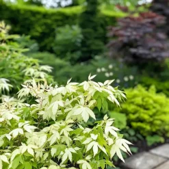 Planten|Bomen-Plant in a Box Japanse Esdoorn - Set van 2 - Acer palmatum 'Ukigumo' - Hoogte 50-60cm - ⌀19cm