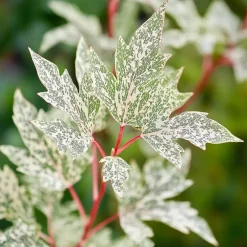 Planten|Bomen-Plant in a Box Japanse Esdoorn - Set van 2 - Acer palmatum 'Ukigumo' - Hoogte 50-60cm - ⌀19cm
