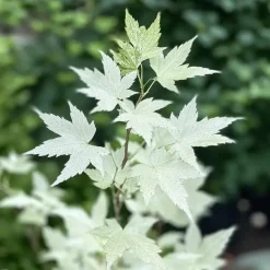 Planten|Bomen-Plant in a Box Japanse Esdoorn - Set van 2 - Acer palmatum 'Ukigumo' - Hoogte 50-60cm - ⌀19cm