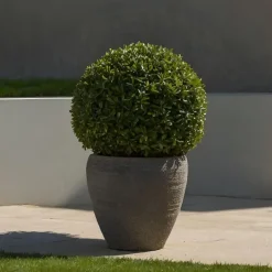 Plant in a Box Japanse hulst - Set van 2 - Ilex crenata 'Jenny' - Hoogte 30-40cm - ⌀17cm