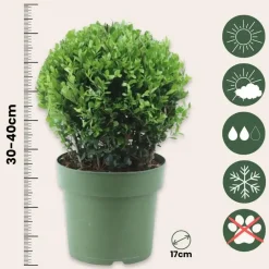 Plant in a Box Japanse hulst - Set van 2 - Ilex crenata 'Jenny' - Hoogte 30-40cm - ⌀17cm