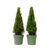 Planten-Plant in a Box Japanse hulst - Set van 2 - Ilex crenata 'Jenny' - Hoogte 55-65cm - ⌀21cm