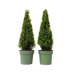 Planten-Plant in a Box Japanse hulst - Set van 2 - Ilex crenata 'Jenny' - Hoogte 55-65cm - ⌀21cm