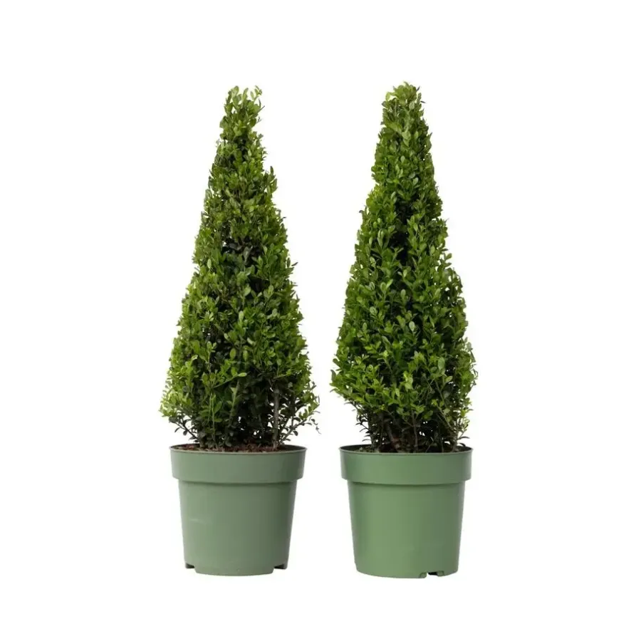 Planten-Plant in a Box Japanse hulst - Set van 2 - Ilex crenata 'Jenny' - Hoogte 55-65cm - ⌀21cm