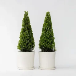 Planten-Plant in a Box Japanse hulst - Set van 2 - Ilex crenata 'Jenny' - Hoogte 55-65cm - ⌀21cm