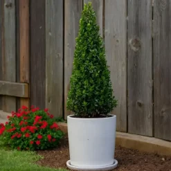 Planten-Plant in a Box Japanse hulst - Set van 2 - Ilex crenata 'Jenny' - Hoogte 55-65cm - ⌀21cm
