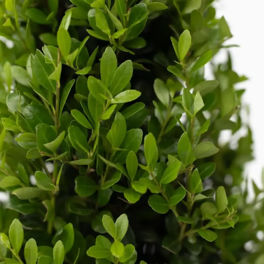 Planten-Plant in a Box Japanse hulst - Set van 2 - Ilex crenata 'Jenny' - Hoogte 55-65cm - ⌀21cm