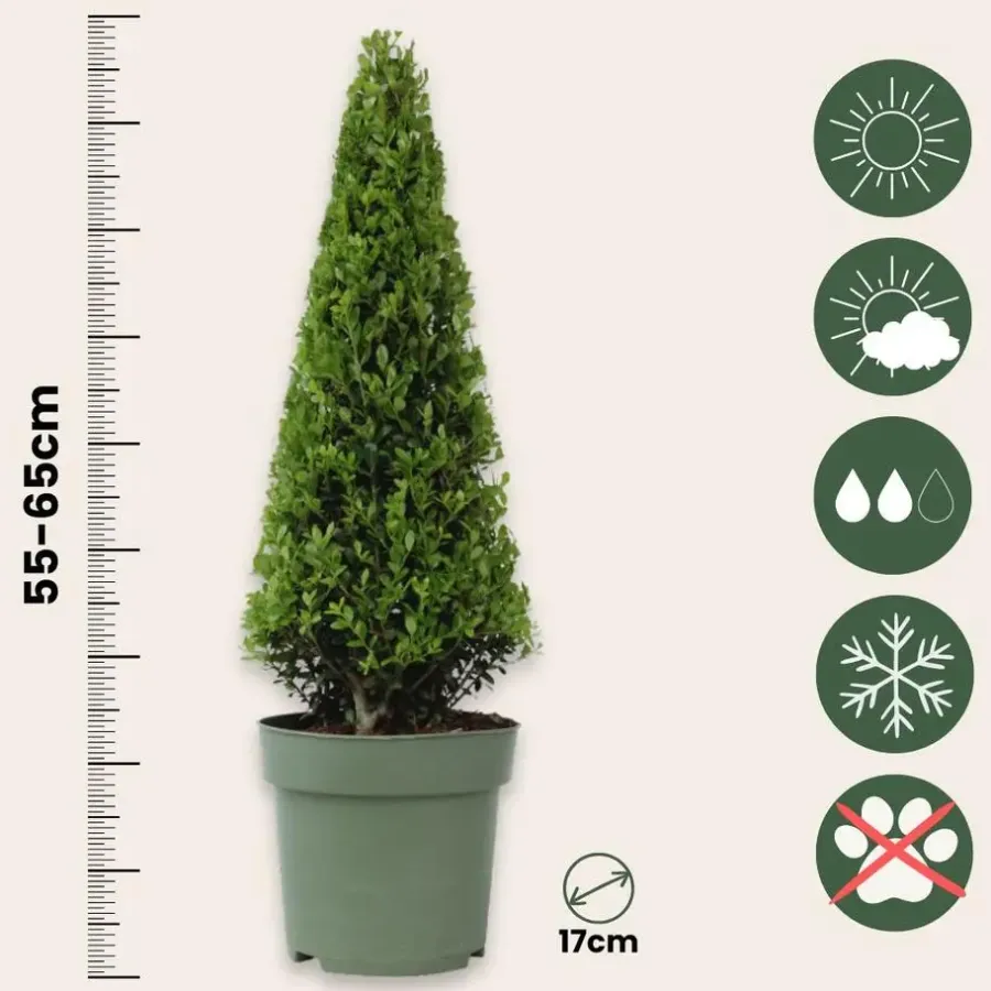 Planten-Plant in a Box Japanse hulst - Set van 2 - Ilex crenata 'Jenny' - Hoogte 55-65cm - ⌀21cm