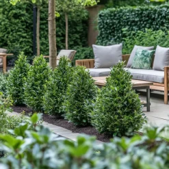 Planten-Plant in a Box Japanse hulst - Set van 2 - Ilex crenata 'Jenny' - Hoogte 55-65cm - ⌀21cm