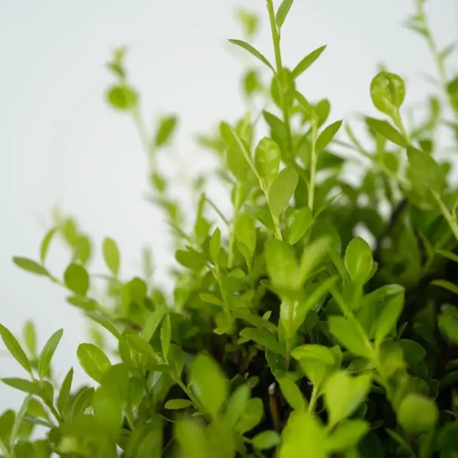 Planten-Plant in a Box Japanse hulst - Set van 2 - Ilex crenata 'Jenny' - Hoogte 55-65cm - ⌀21cm