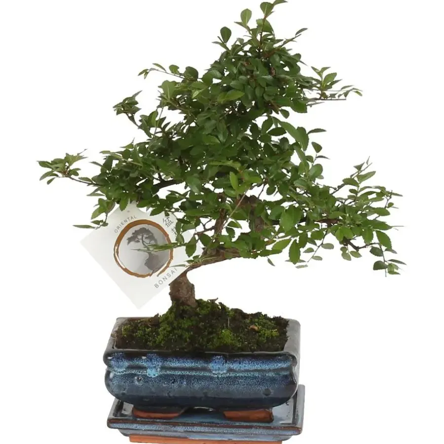 Kamerplanten-Plant in a Box Japanse lep - Zelkova serrata - Hoogte 20-25cm - ⌀15cm