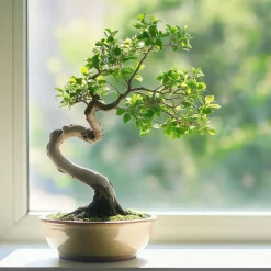 Kamerplanten-Plant in a Box Japanse lep - Zelkova serrata - Hoogte 20-25cm - ⌀15cm