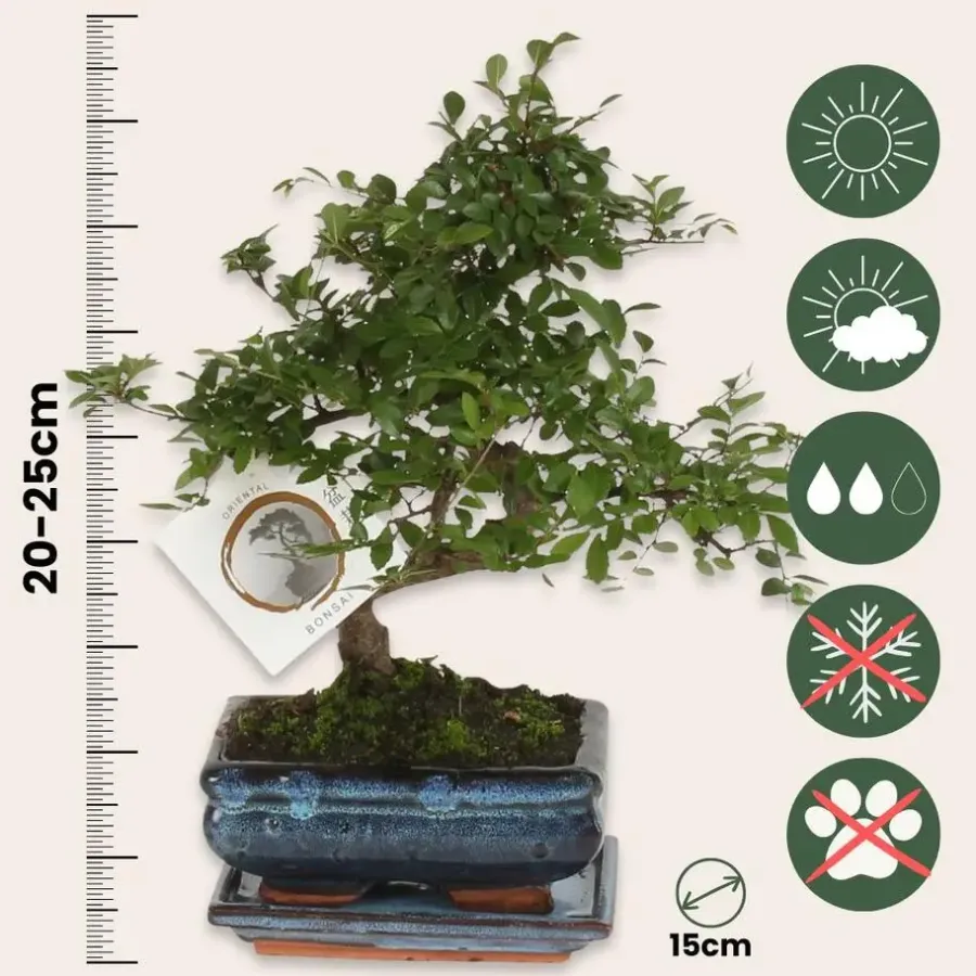 Kamerplanten-Plant in a Box Japanse lep - Zelkova serrata - Hoogte 20-25cm - ⌀15cm