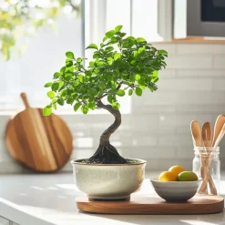Kamerplanten-Plant in a Box Japanse lep - Zelkova serrata - Hoogte 20-25cm - ⌀15cm