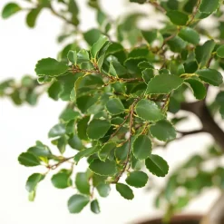 Kamerplanten-Plant in a Box Japanse lep - Zelkova serrata - Hoogte 20-25cm - ⌀15cm