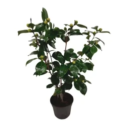 Tuinplanten-Plant in a Box Japanse Roos - Camellia japonica 'Bonomiana' - Hoogte 50-60cm - ⌀15cm