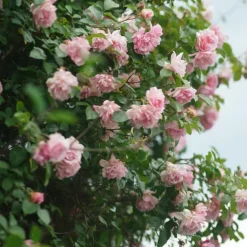 Tuinplanten-Plant in a Box Japanse Roos - Camellia japonica 'Bonomiana' - Hoogte 50-60cm - ⌀15cm