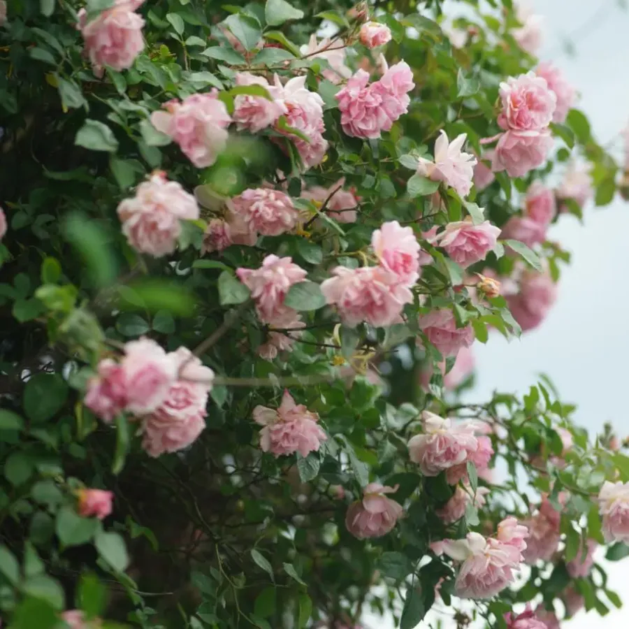 Tuinplanten-Plant in a Box Japanse Roos - Camellia japonica 'Bonomiana' - Hoogte 50-60cm - ⌀15cm