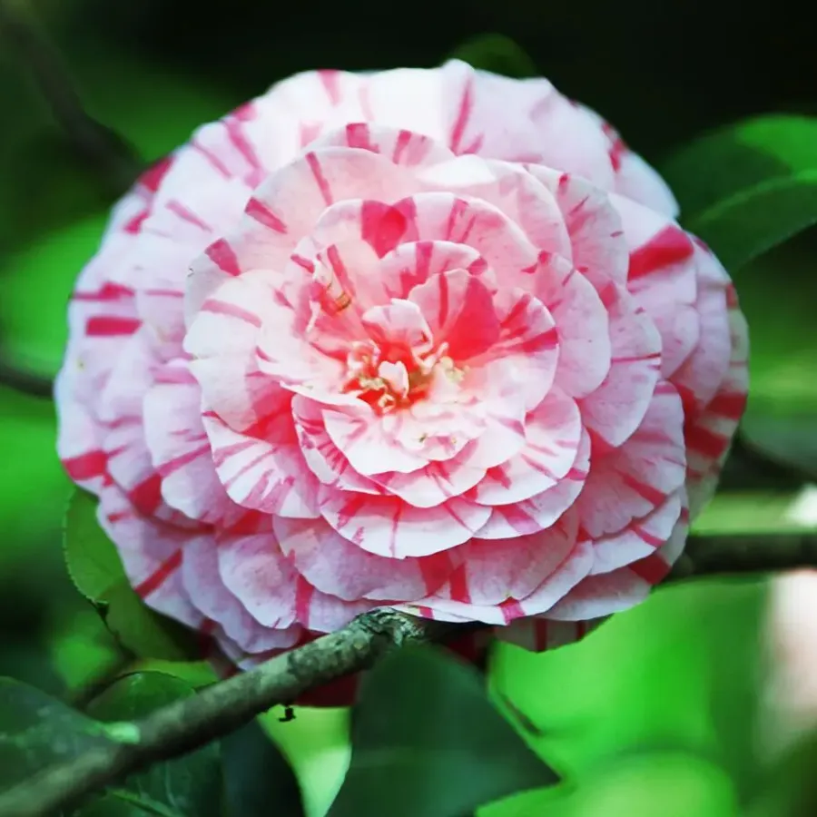 Tuinplanten-Plant in a Box Japanse Roos - Camellia japonica 'Bonomiana' - Hoogte 50-60cm - ⌀15cm