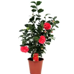 Plant in a Box Japanse Roos - Camellia japonica 'Lady Campbell' - Hoogte 60-70cm - ⌀19cm