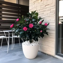 Planten|Tuinplanten-Plant in a Box Japanse Roos - Camellia japonica 'Dr. King' - Hoogte 50-60cm - ⌀15cm