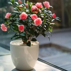 Planten|Tuinplanten-Plant in a Box Japanse Roos - Camellia japonica 'Dr. King' - Hoogte 50-60cm - ⌀15cm