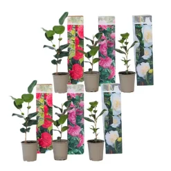 Planten|Tuinplanten-Plant in a Box Japanse Roos - Set van 6 - Camellia japonica - Hoogte 25-40cm - ⌀9cm