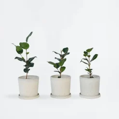 Planten|Tuinplanten-Plant in a Box Japanse Roos - Set van 6 - Camellia japonica - Hoogte 25-40cm - ⌀9cm
