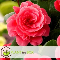 Planten|Tuinplanten-Plant in a Box Japanse Roos - Set van 6 - Camellia japonica - Hoogte 25-40cm - ⌀9cm