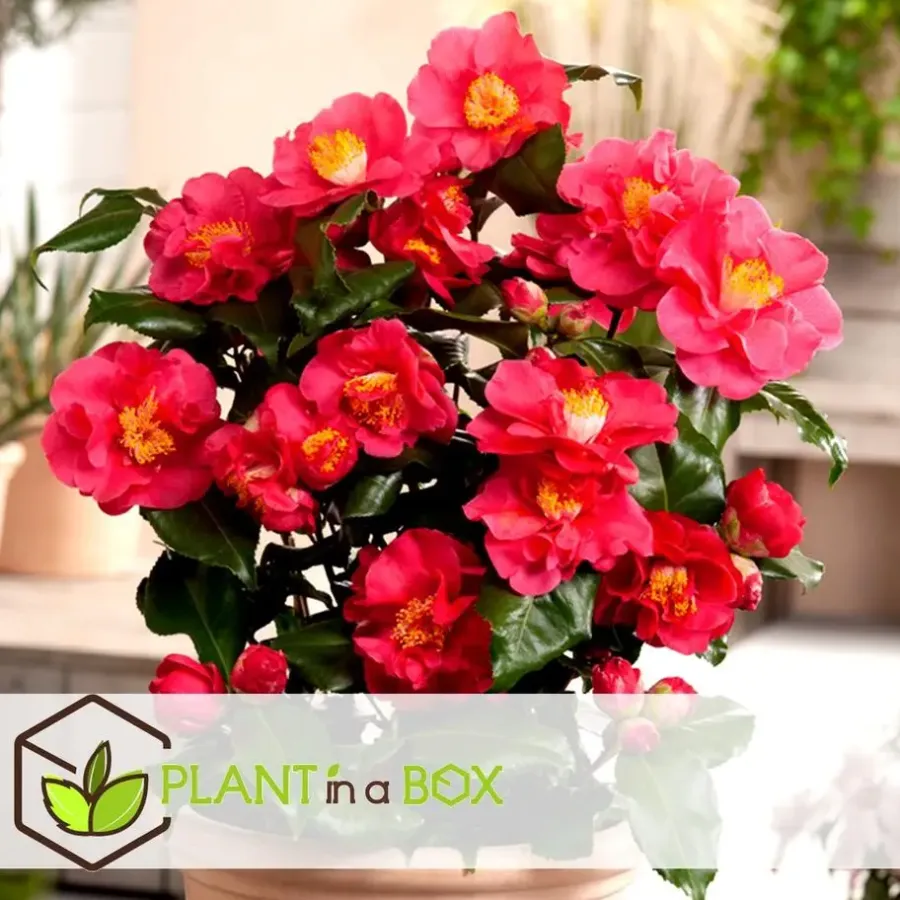 Planten|Tuinplanten-Plant in a Box Japanse Roos - Set van 6 - Camellia japonica - Hoogte 25-40cm - ⌀9cm
