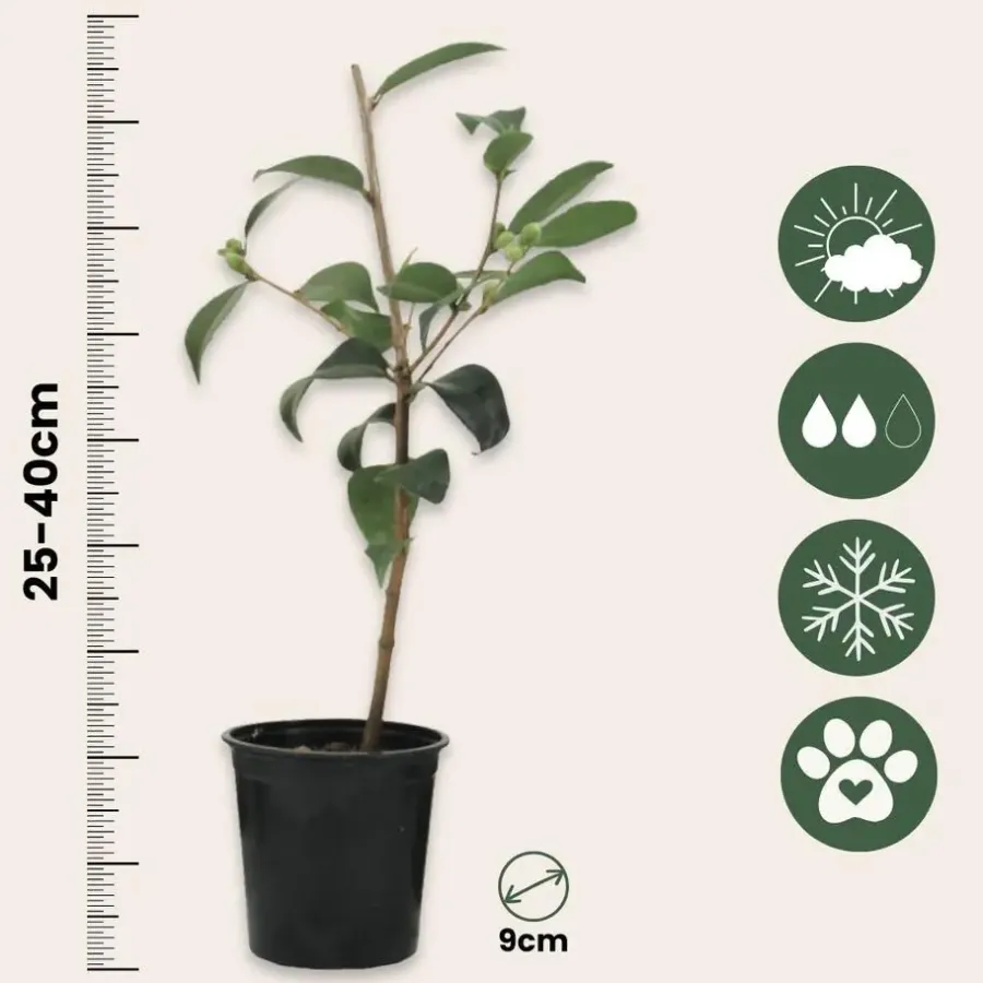Planten|Tuinplanten-Plant in a Box Japanse Roos - Set van 6 - Camellia japonica - Hoogte 25-40cm - ⌀9cm