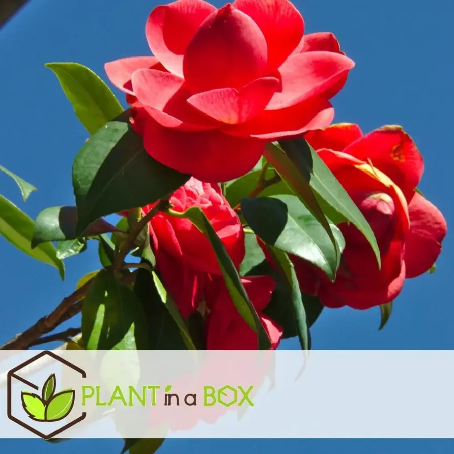Planten|Tuinplanten-Plant in a Box Japanse Roos - Set van 6 - Camellia japonica - Hoogte 25-40cm - ⌀9cm