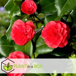 Planten|Tuinplanten-Plant in a Box Japanse Roos - Set van 6 - Camellia japonica - Hoogte 25-40cm - ⌀9cm