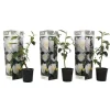 Planten|Tuinplanten-Plant in a Box Japanse Roos - Set van 3 - Camellia 'Brush Field' - Hoogte 25-40cm - ⌀9cm