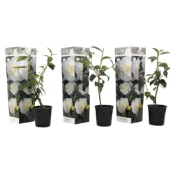 Planten|Tuinplanten-Plant in a Box Japanse Roos - Set van 3 - Camellia 'Brush Field' - Hoogte 25-40cm - ⌀9cm