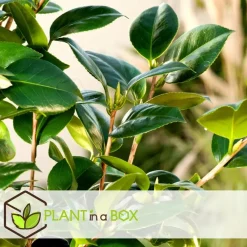 Planten|Tuinplanten-Plant in a Box Japanse Roos - Set van 3 - Camellia 'Brush Field' - Hoogte 25-40cm - ⌀9cm