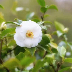 Planten|Tuinplanten-Plant in a Box Japanse Roos - Set van 3 - Camellia 'Brush Field' - Hoogte 25-40cm - ⌀9cm