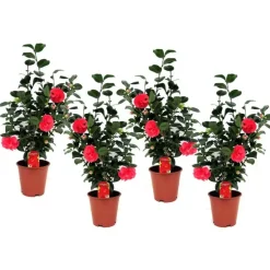 Plant in a Box Japanse Roos - Set van 4 - Camellia 'Lady Campbell' - Hoogte 60-70cm - ⌀19cm