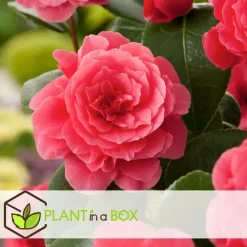 Plant in a Box Japanse Roos - Set van 4 - Camellia 'Lady Campbell' - Hoogte 60-70cm - ⌀19cm
