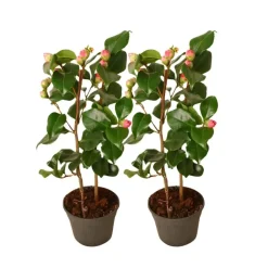 Tuinplanten-Plant in a Box Japanse Roos - Set van 2 - Camellia japonica 'Dr. King' - Hoogte 50-60cm - ⌀15cm