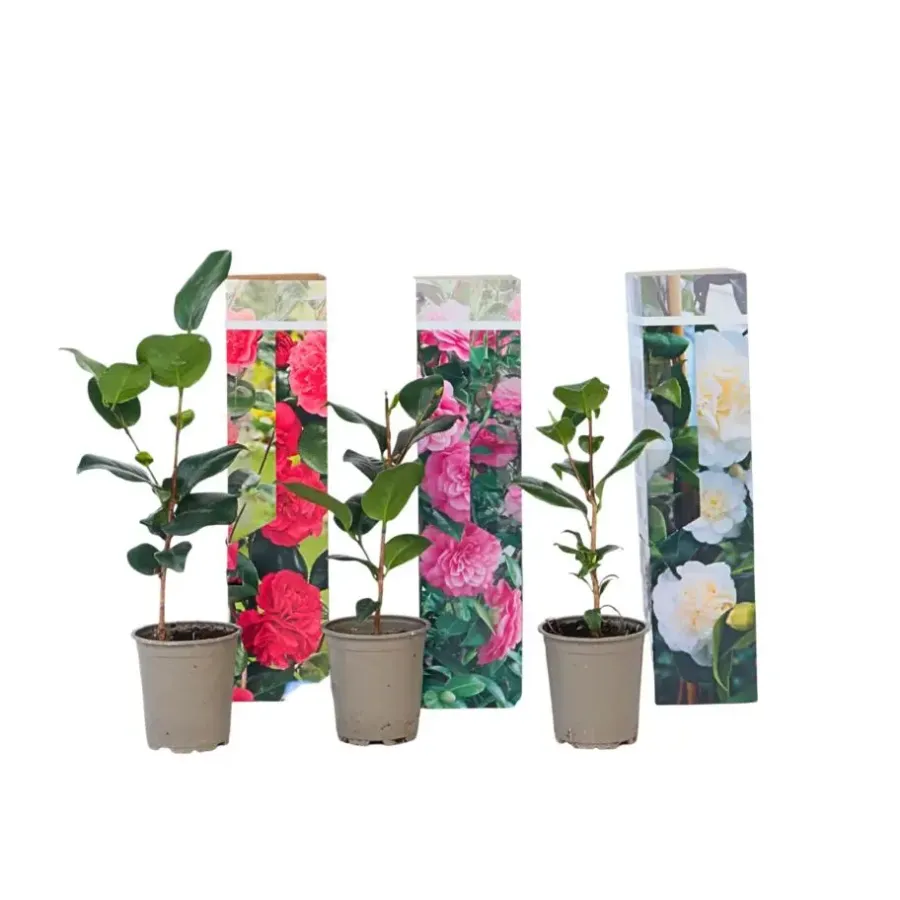 Tuinplanten-Plant in a Box Japanse Roos - Set van 3 - Camellia japonica - Hoogte 25-40cm - ⌀9cm