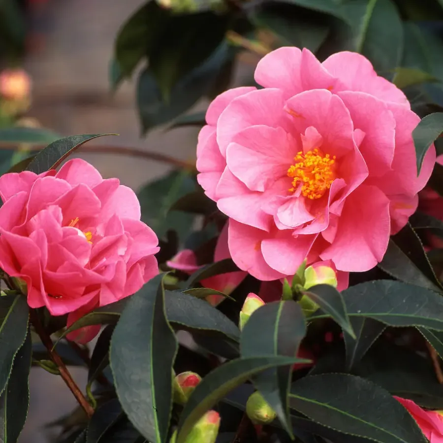 Tuinplanten-Plant in a Box Japanse Roos - Set van 3 - Camellia japonica - Hoogte 25-40cm - ⌀9cm