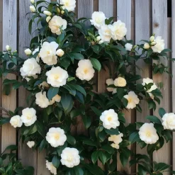 Tuinplanten-Plant in a Box Japanse Roos - Set van 3 - Camellia japonica - Hoogte 25-40cm - ⌀9cm
