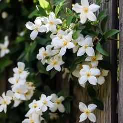 Planten|Tuinplanten-Plant in a Box Jasmijn - Set van 3 - Jasminum 'Officinale' - Hoogte 25-40cm - ⌀9cm