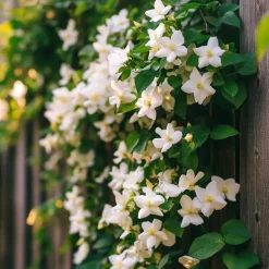 Planten|Tuinplanten-Plant in a Box Jasmijn - Set van 3 - Jasminum 'Officinale' - Hoogte 25-40cm - ⌀9cm
