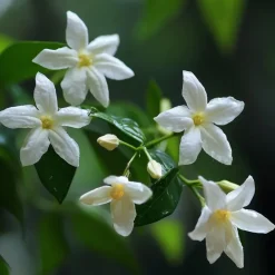 Planten|Tuinplanten-Plant in a Box Jasmijn - Set van 3 - Jasminum 'Officinale' - Hoogte 25-40cm - ⌀9cm